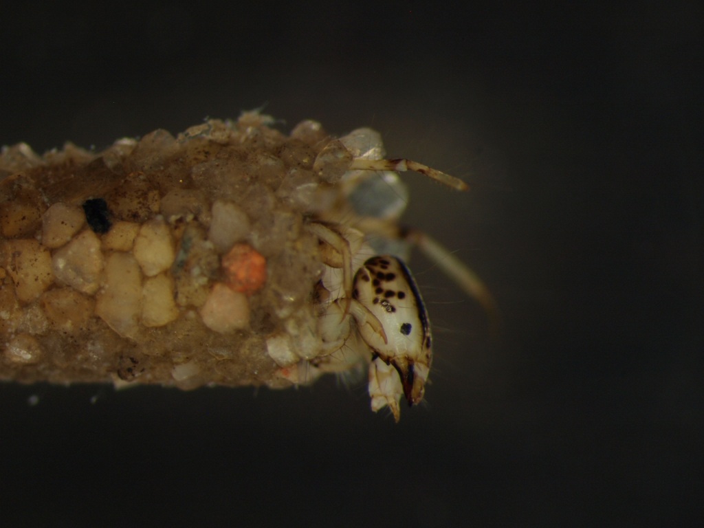 Athripsodes aterrimus